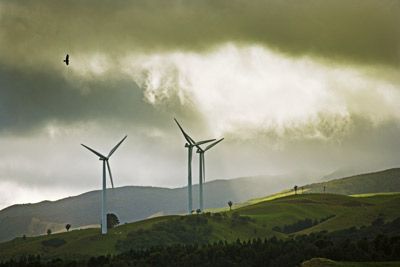 A bird of prey soars over wind turbines in New Zealand.