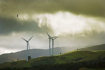 A bird of prey soars over wind turbines in New Zealand.