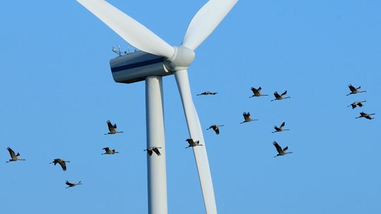 世界卫生大会t Wind Power Critics Who Cry 'Bird' Get Wrong