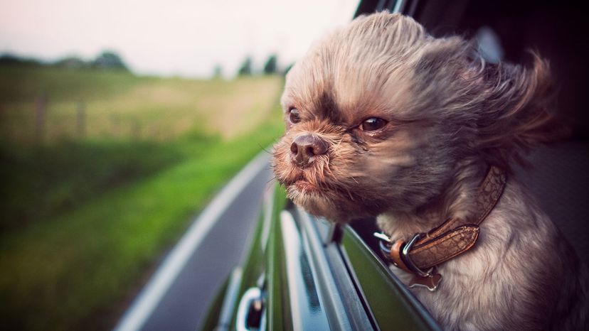 dog driving in car