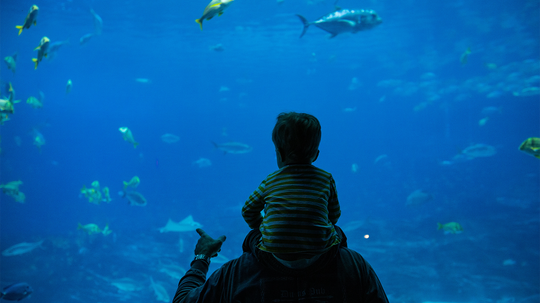 Inside Georgia Aquarium: The Biggest Aquarium in the U.S.