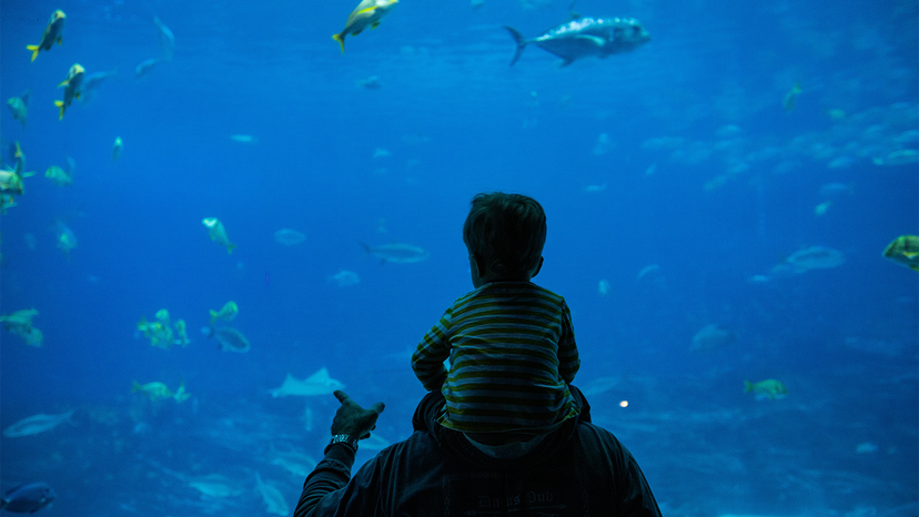 Inside the Biggest Aquarium in the U.S.: Georgia Aquarium