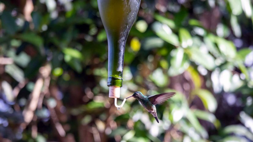 hummingbird at feeder made out of reused wine bottle