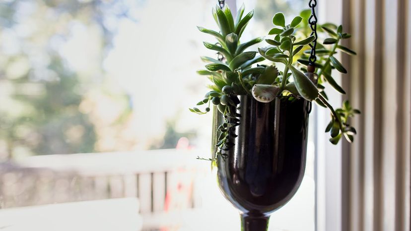A succulent hangs in the light of a window. 