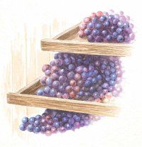 The traits of the grape ultimately determine the wine's character.