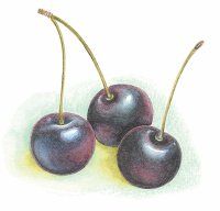 Black cherry is a large part of Cabernet Sauvignon's classic taste.