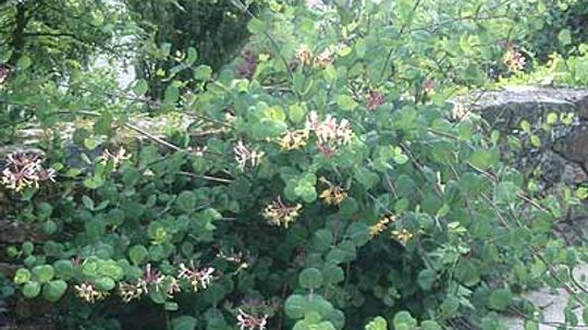 Winter Honeysuckle