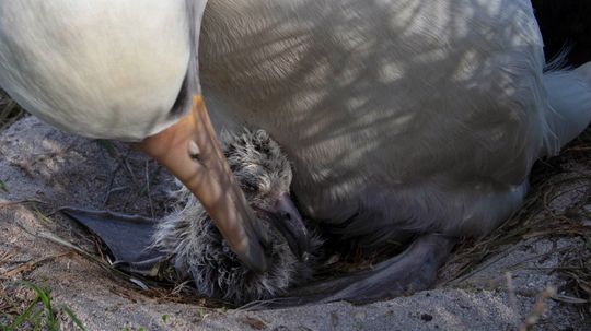 Wisdom, the World's Oldest-known Bird, Welcomes Another Chick
