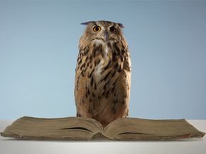 The owl, the wise old scholar of the animal world. See more healthy aging pictures.