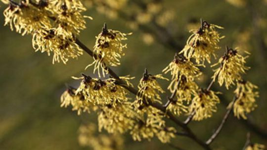 How does witch hazel work in skin cleansers?