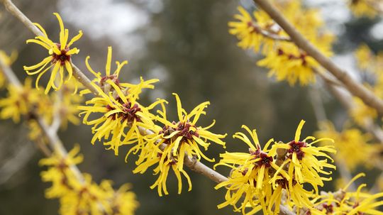6 Handy Uses for Witch Hazel