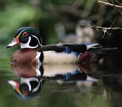 wood duck