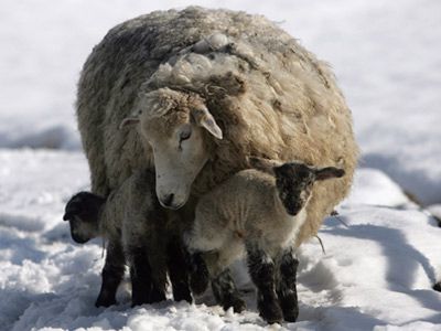 Livestock grazing on a farm of wool animals.