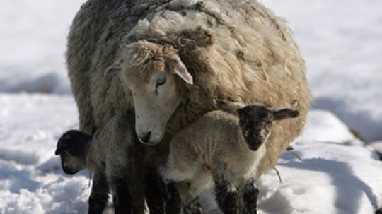 How does wool keep you warm even when it's wet?