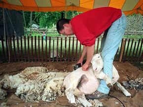 Sheep generally only get sheared once per year.