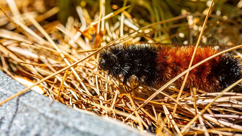 brown and black woolly bear caterpillar
