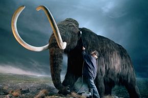 Even though it's a replica (from the Royal British Columbia Museum), you can get a sense of how big the woolly mammoth was compared to humans.