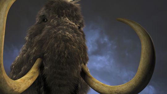 How Woolly Mammoths Worked