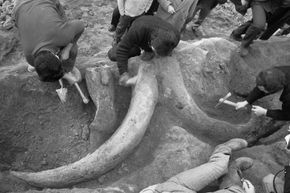 Rome, Italy, 1969: Workers discover the remains of a 250,000-year-old woolly mammoth while they are doing roadwork in Rome. Such finds aren't unprecedented in modern history.