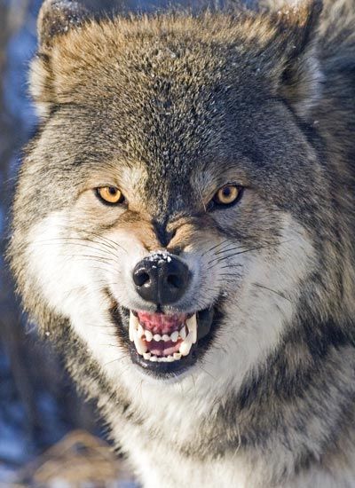 Wolf (Canus lupus) baring teeth