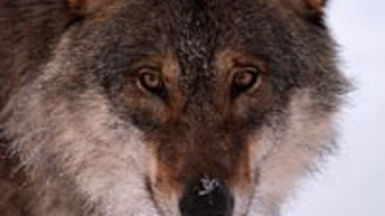 How Wolf Hunting Works