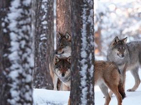 Wolves mainly eat hoofed animals, but they're known to also eat rabbits, beavers or other animals dead from starvation or disease.