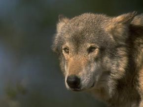 狼的数量已经急剧下降,然后反弹,法律关于狼捕猎试图反映这些变化。”width=