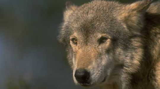 Is wolf hunting legal?