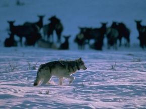 For the moment, wolves are still protected in the lower 48 states, but as populations surge, the debate over hunting continues to rage.