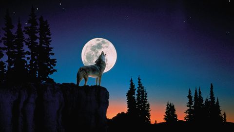 No Need to Howl When You See January's Wolf Moon - Vimarsana News