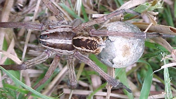 wolf spider, egg sac	