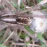 Don't Be Afraid of the Big, Bad Wolf Spider
