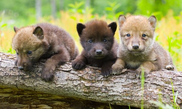 Wolf Population Comeback