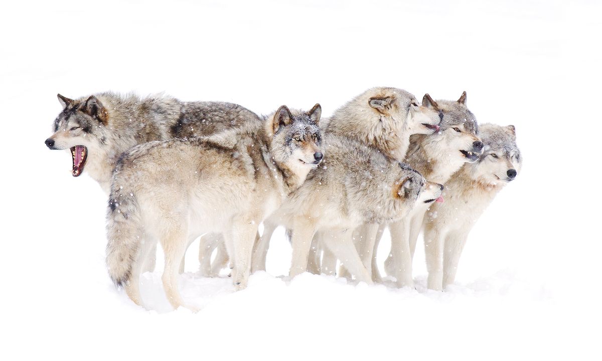 What is a wolf pack mentality? HowStuffWorks