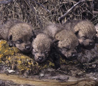 Wolf pups at den