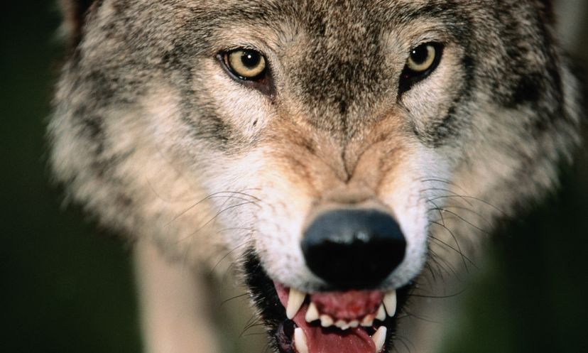 Amazing Animals: Wolf Quiz