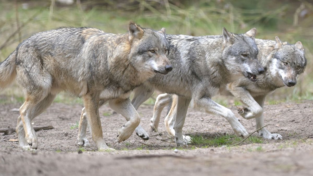 bison running from wolves