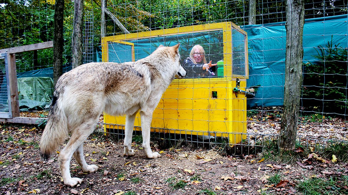 are wolf dogs bigger than wolves