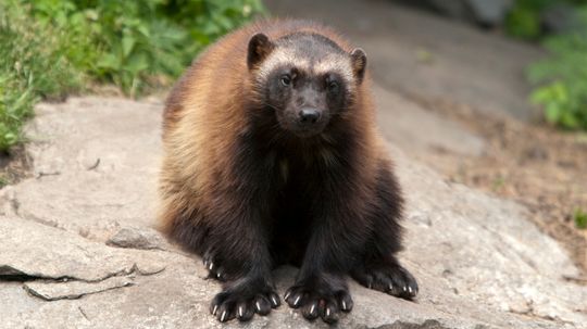 Are Wolverines Dangerous?