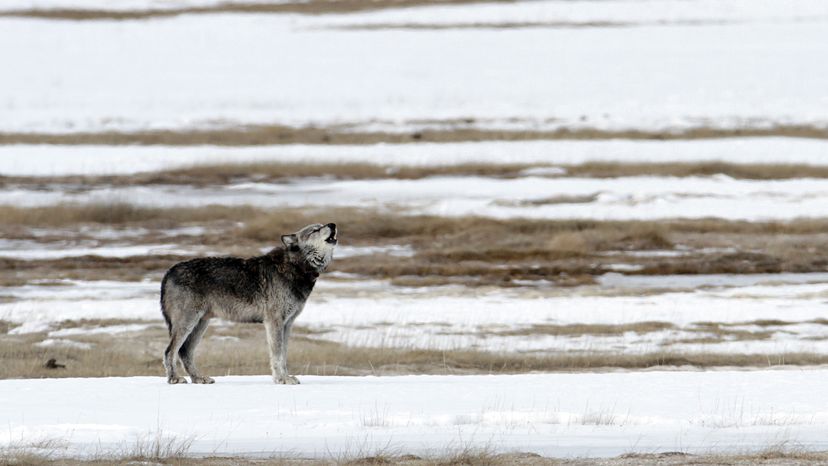 wolf at Yellowstone