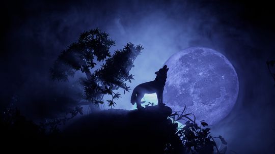 Do Wolves Really Howl at the Moon?