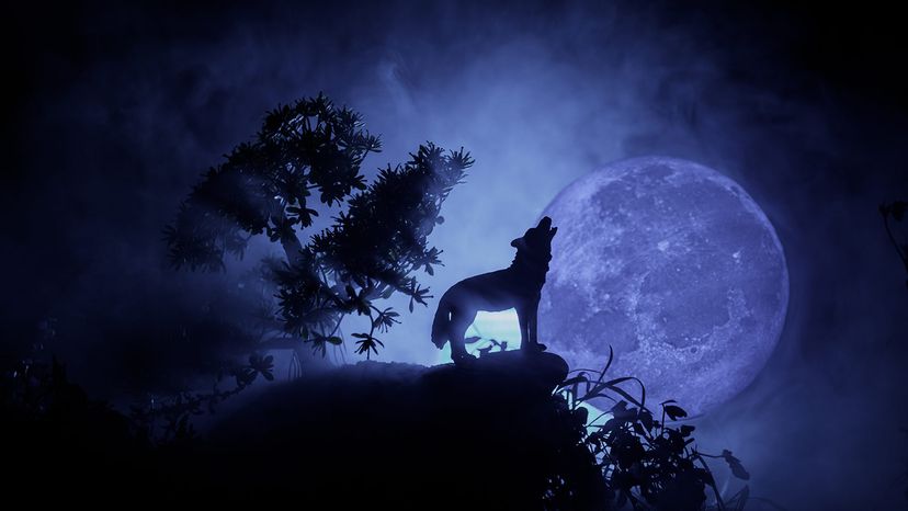 gray wolf howling at the moon