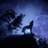 Do Wolves Really Howl at the Moon?