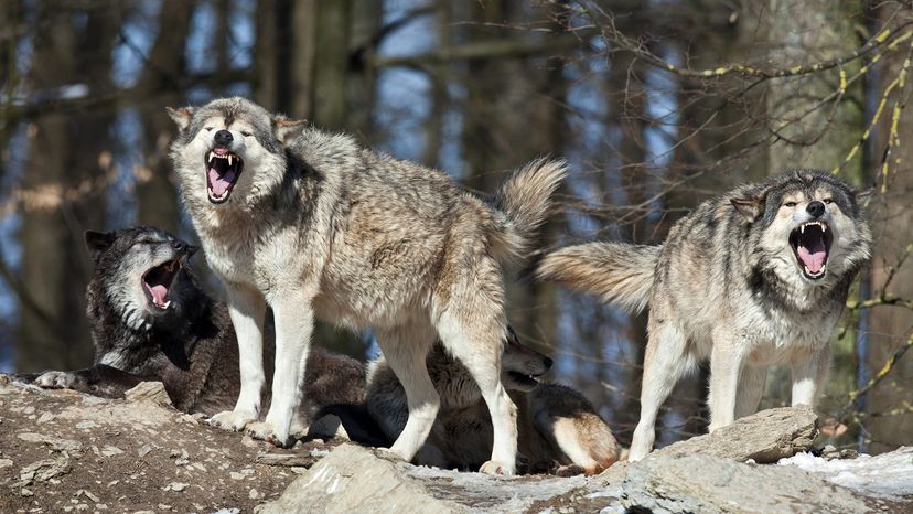 wolf howling at the moon meaning