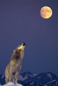 The wolf-moon connection has been around in folklore since ancient times. See more wolf pictures.