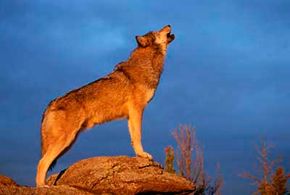 Wolves howl to communicate over long distances.