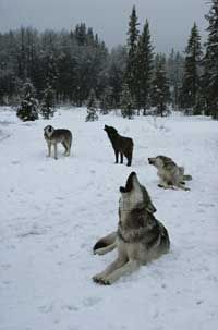 Wolves often howl together as a chorus.