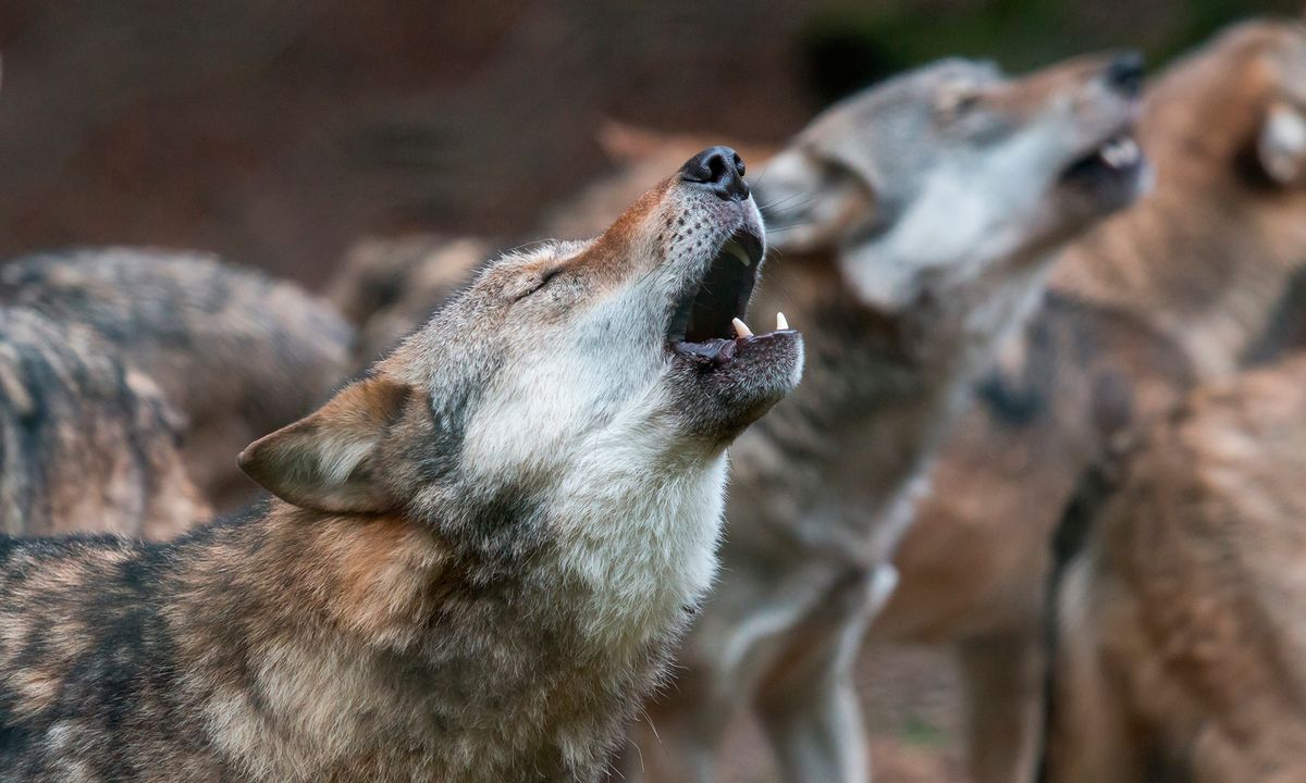 Do Wolves Really Howl At The Moon Howstuffworks