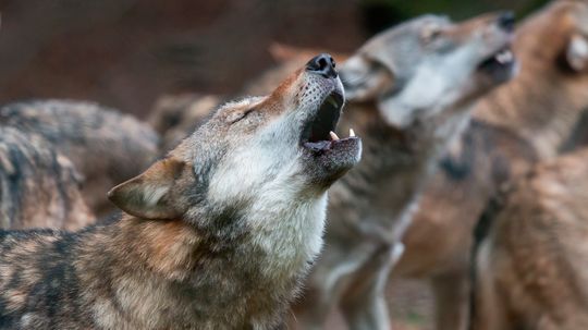 Do Wolves Really Howl at the Moon?