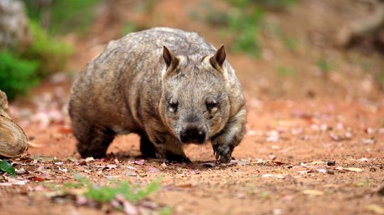 Why Is Wombat Scat Shaped Like a Cube?